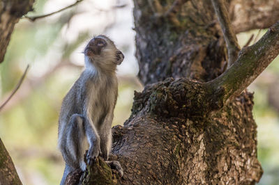 Close-up of monkey sitting on tree trunk