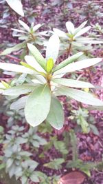 Close-up of white flowers