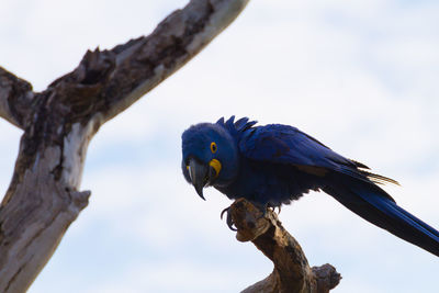 Low angle view of bird perching on branch