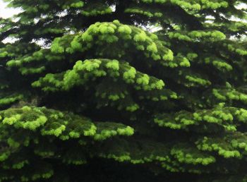 Full frame shot of leaves in forest