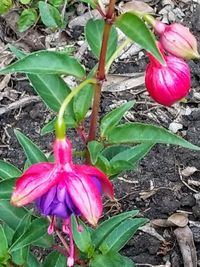 Close-up of pink flower