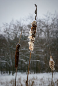 Close-up of frozen plant covered with snow