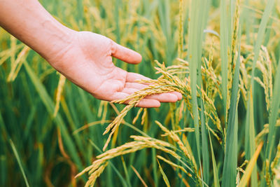 Close-up of hand touching wheat plants on field