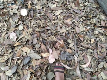 Low section of person wearing autumn leaves