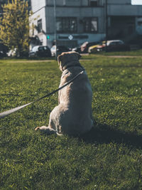 Dog sitting on field