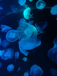 Jellyfish swimming in sea