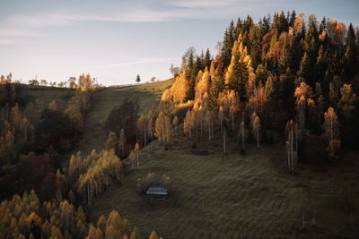 Trees by road against sky