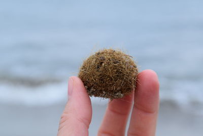 Close-up of hand holding dandelion against sea