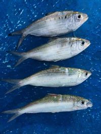 High angle view of fish in water