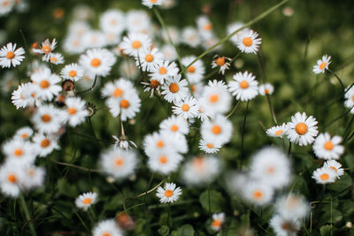 Many wild field daisies growing in nature. natural floral background and wallpaper