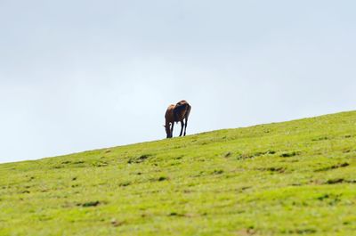 Horse on field against sky