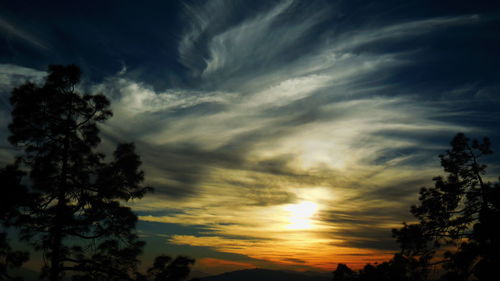 Low angle view of silhouette trees against sky during sunset