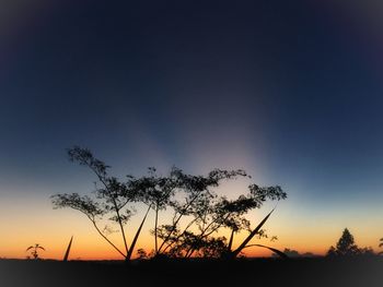 Low angle view of silhouette trees against sky at sunset