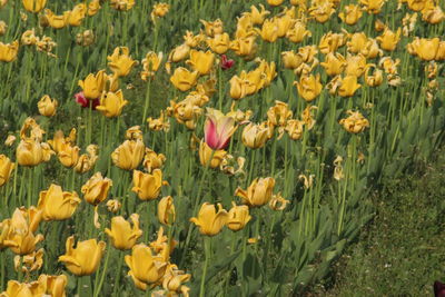 Close-up of yellow crocus flowers blooming on field