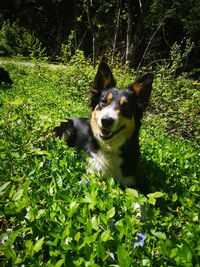 Portrait of dog on field