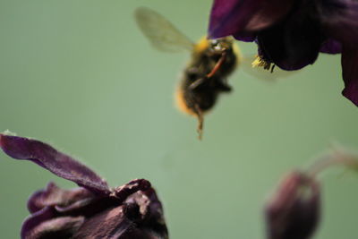 Close-up of bee on flower