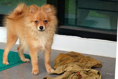 Portrait of dog looking at camera