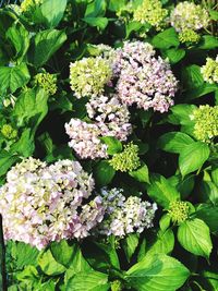 High angle view of purple flowering plants