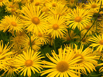 Close-up of yellow flowering plants