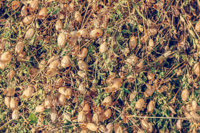 High angle view of dry plants on field