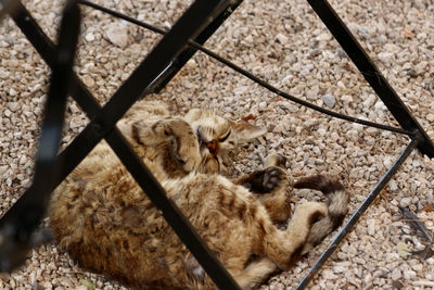 High angle view of birds in cage