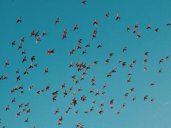 Flock of birds in the sky