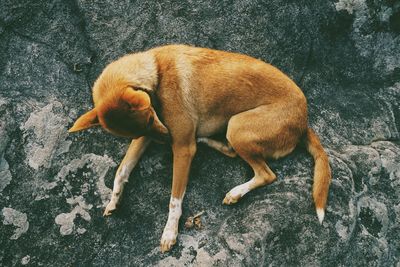 High angle view of dog on rock