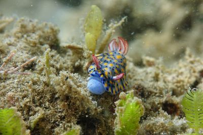 Close-up of sea slug swimming in sea