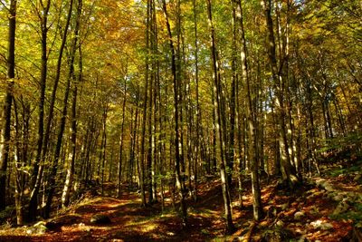 Trees in forest during autumn