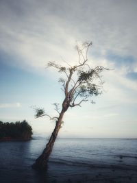 Bare tree by sea against sky