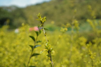 Close-up of yellow flowering plant on field