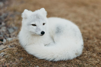 Portrait of fox on field