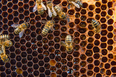 Close-up of bees on honeycomb