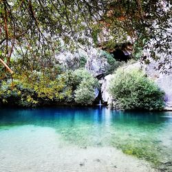 Scenic view of river amidst trees in forest