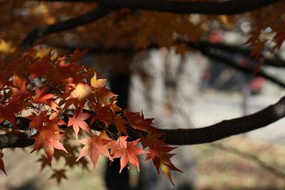 Close-up of maple leaves on tree