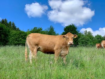 Cows on field against sky