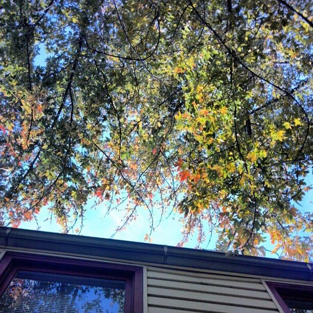 low angle view, tree, branch, growth, built structure, architecture, building exterior, sky, nature, day, outdoors, no people, leaf, autumn, sunlight, high section, directly below, tree trunk, beauty in nature, clear sky