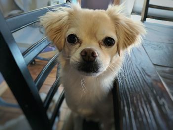 Close-up portrait of dog