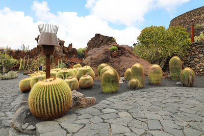 Jardin de cactus garden, guatiza, lanzarote