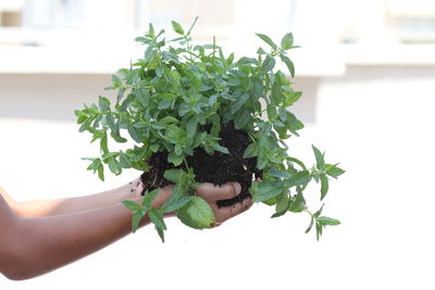 Close-up of hand holding potted plant