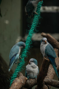 Close-up of bird perching on branch