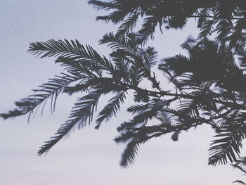 Low angle view of palm tree against clear sky