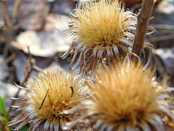 Close-up of dandelion