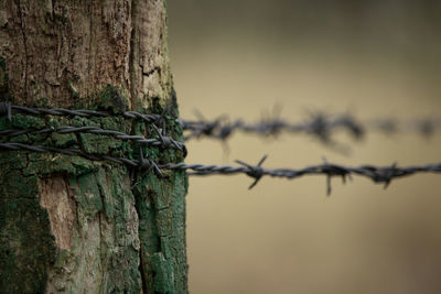 Close-up of barbed wires attached to wooden post