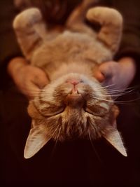 Close-up of a hand holding cat