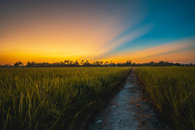 Scenic view of agricultural field against sky during sunset