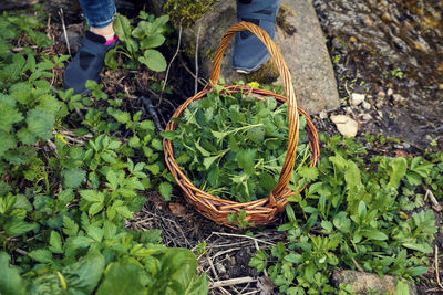 Low section of person with vegetables in basket