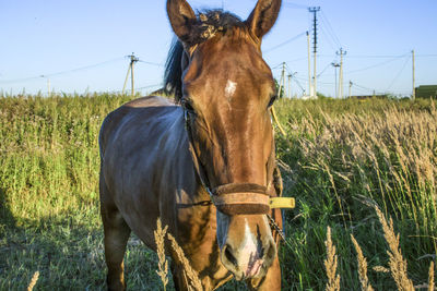 Horse in the field. a horse grazes in nature on a summer day. brown stallion coat. 