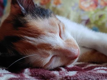 Close-up of cat sleeping on bed