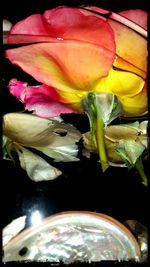 Close-up of pink rose